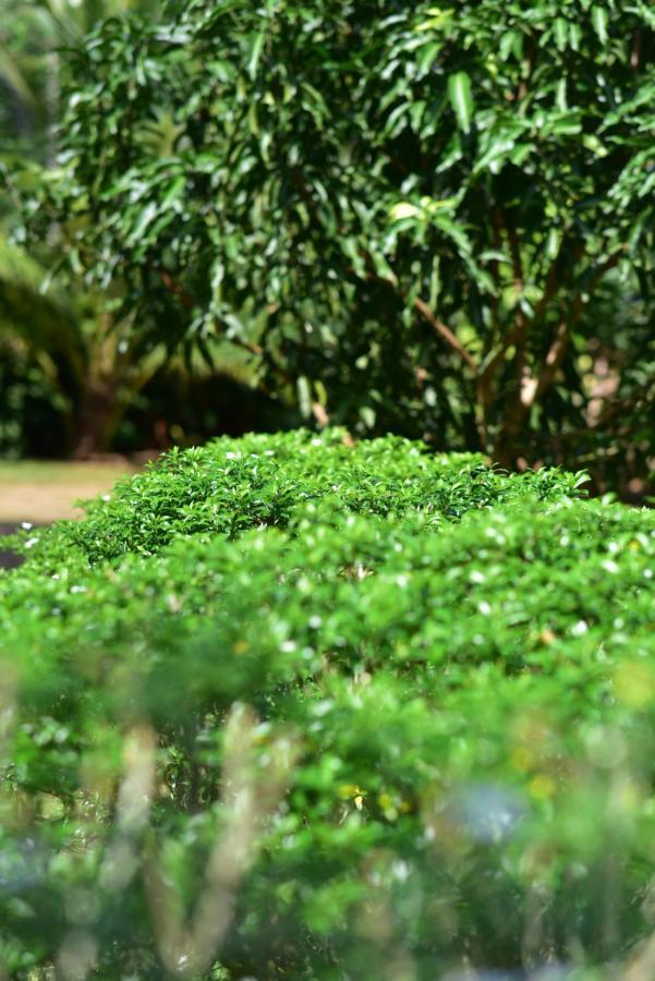Tamarind Blue Hotell Tangalle Exteriör bild